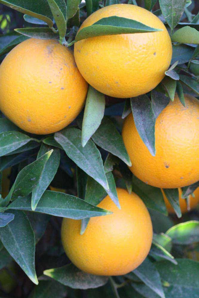              Fruit (Riverside, CA)       